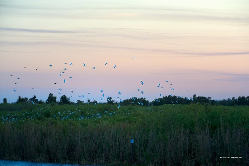 20090220_181537 D3 P1 5100x3400 srgb.jpg - Loxahatchee National Wildlife Preserve